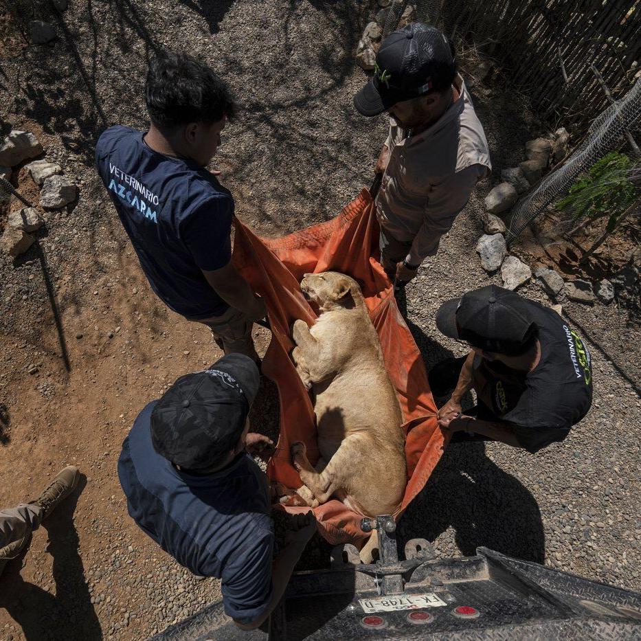 Tigers, jaguars and elephants are the latest to flee cartel violence in Mexico's Sinaloa